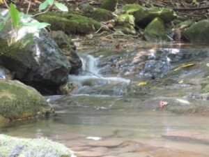 Clark's Creek / Longarm Branch Trail Work Day @ Clark's Creek